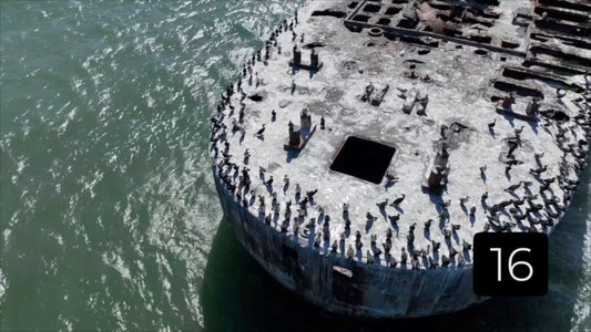 CLIP 16 - Kiptopeke Concrete Ships, VA shorebirds resting on main deck as pelican flies by