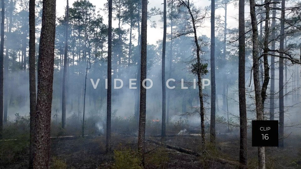 Stock video Controlled burning of forest landscape