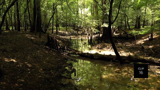 CLIP 16 - Francis Marion National Forest, SC