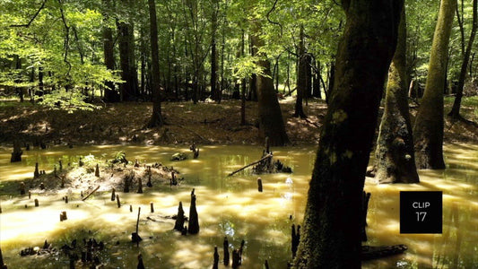 CLIP 17 - Francis Marion National Forest, SC