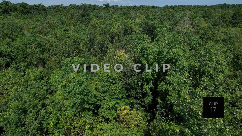 CLIP 17 - New Orleans, LA tree top flying over bayou wetland wilderness
