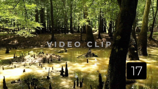 CLIP 17 - Francis Marion National Forest, SC