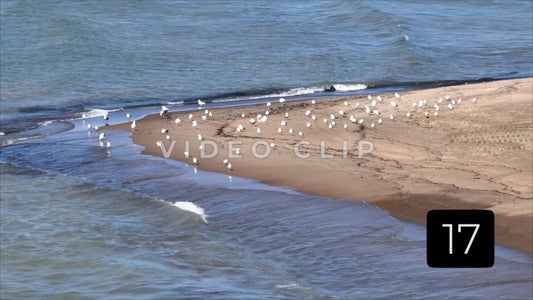 CLIP 17 -  Erie, PA Presque Isle State Park flock of seagulls on sandy beach with gentle surf