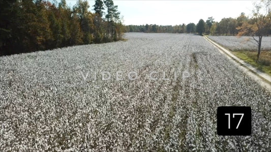 CLIP 17 - South Carolina Cotton Field