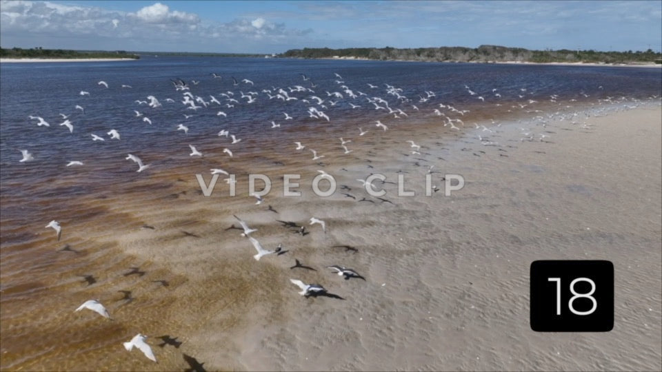 CLIP 18 - St Augustine, Florida shorebirds take flight over Matanzas inlet