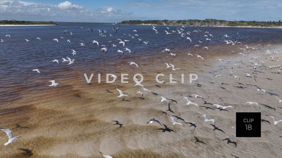 CLIP 18 - St Augustine, Florida shorebirds take flight over Matanzas inlet