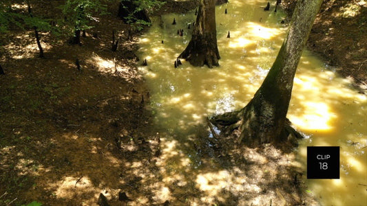 CLIP 18 - Francis Marion National Forest, SC