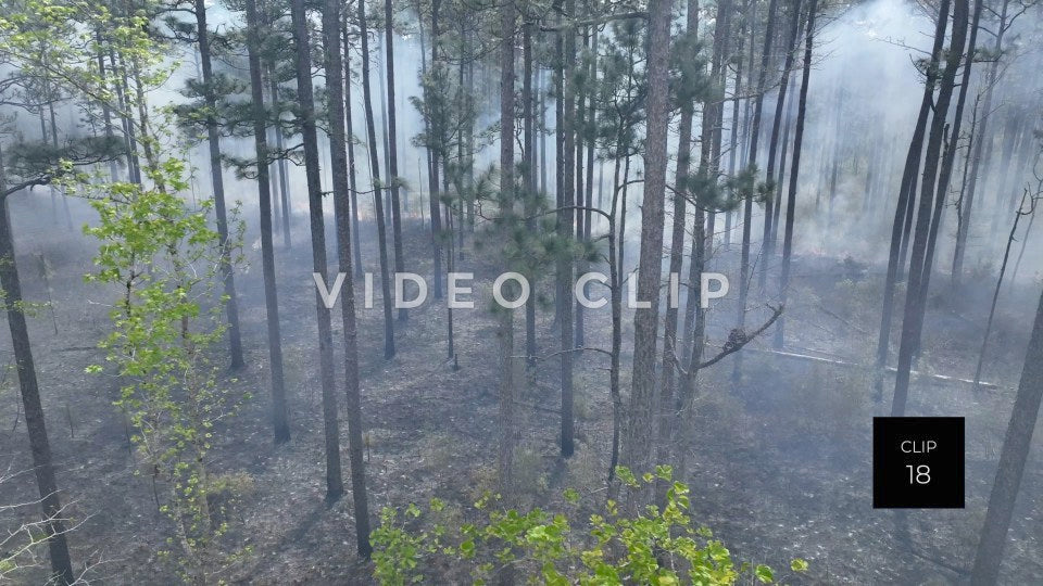 Stock video Controlled burning of forest landscape