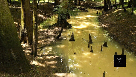 CLIP 19 - Francis Marion National Forest, SC