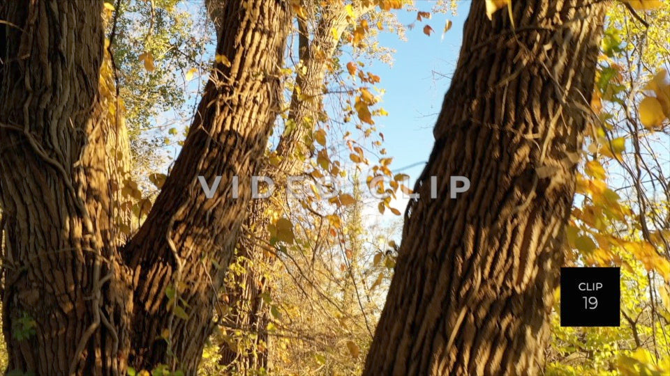 CLIP 19 - Erie Canal Vol. 5