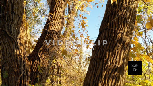 CLIP 19 - Erie Canal Vol. 5