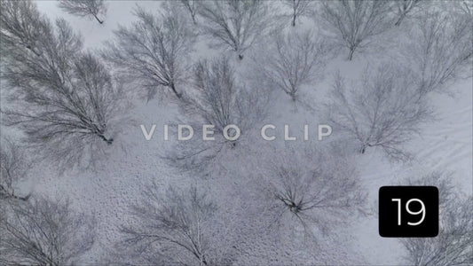 CLIP 19 - Winter Vol. 1 - Tree orchard in Winter with snow falling