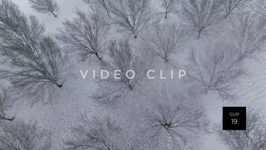 CLIP 19 - Tree orchard in Winter with snow falling