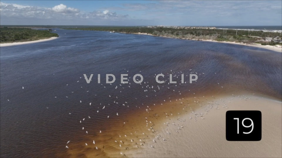 CLIP 19 - St Augustine, Florida flock of shorebirds in Matanzas inlet
