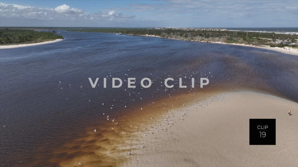 CLIP 19 - St Augustine, Florida flock of shorebirds in Matanzas inlet