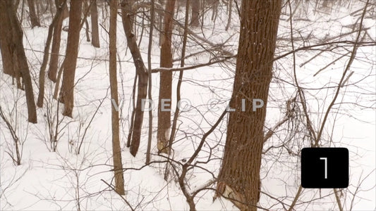 CLIP 1 - Winter Vol. 4 - Winter in a snow covered forest