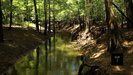 CLIP 1 - Francis Marion National Forest, SC