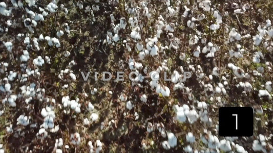 CLIP 1 - South Carolina Cotton Field