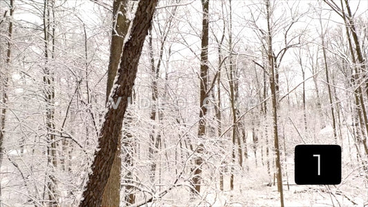 CLIP 1 - Winter Vol. 2 - Fresh Winter snow and ice on trees in forest