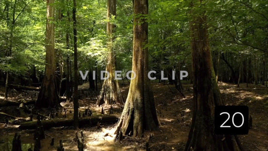 CLIP 20 - Francis Marion National Forest, SC