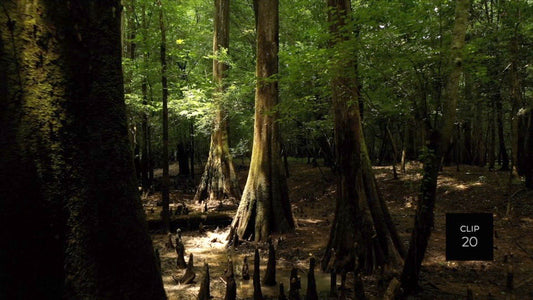 CLIP 20 - Francis Marion National Forest, SC
