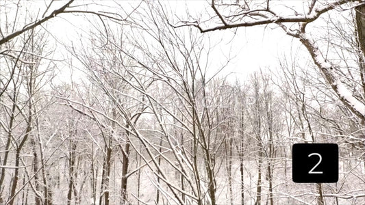 CLIP 2 - Winter Vol. 2 - Ice on trees after fresh Winter snow