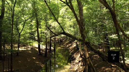 CLIP 2 - Francis Marion National Forest, SC