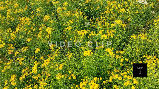 stock video flowers