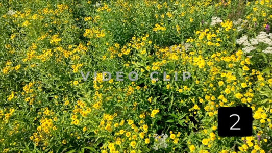 CLIP 2 - Low flight over yellow wild flowers in sunlight