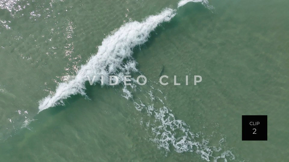 stock video shark in beach surf