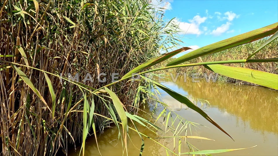 Photo - New York, NY Marsh reeds in Piermont Wetlands on Hudson River