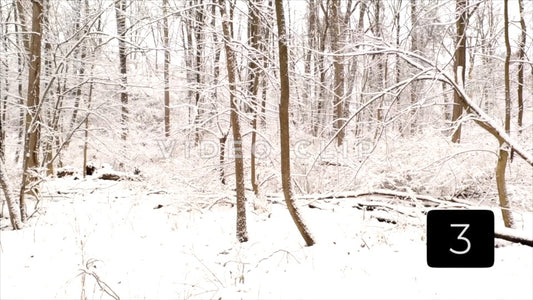 CLIP 3 - Winter Vol. 2 - Winter forest landscape with snow and ice on trees