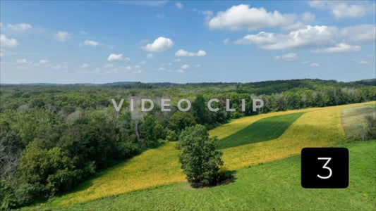 CLIP 3 - Cows in green pasture under blue sky in New York State countryside