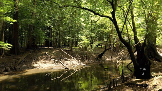 CLIP 3 - Francis Marion National Forest, SC