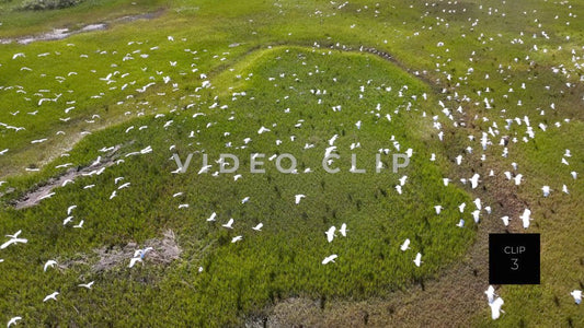 CLIP 3 - Brunswick, GA flock of shorebirds flying over inlet marsh