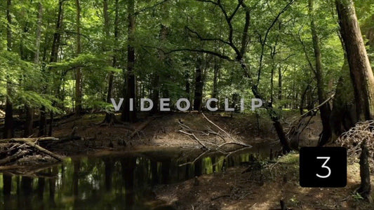 CLIP 3 - Francis Marion National Forest, SC