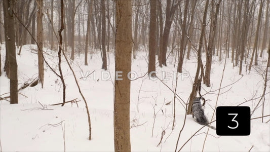 CLIP 3 - Winter Vol. 4 - Winter forest with dog sitting in snow