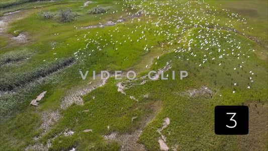 CLIP 3 - Brunswick, GA flock of shorebirds flying over inlet marsh