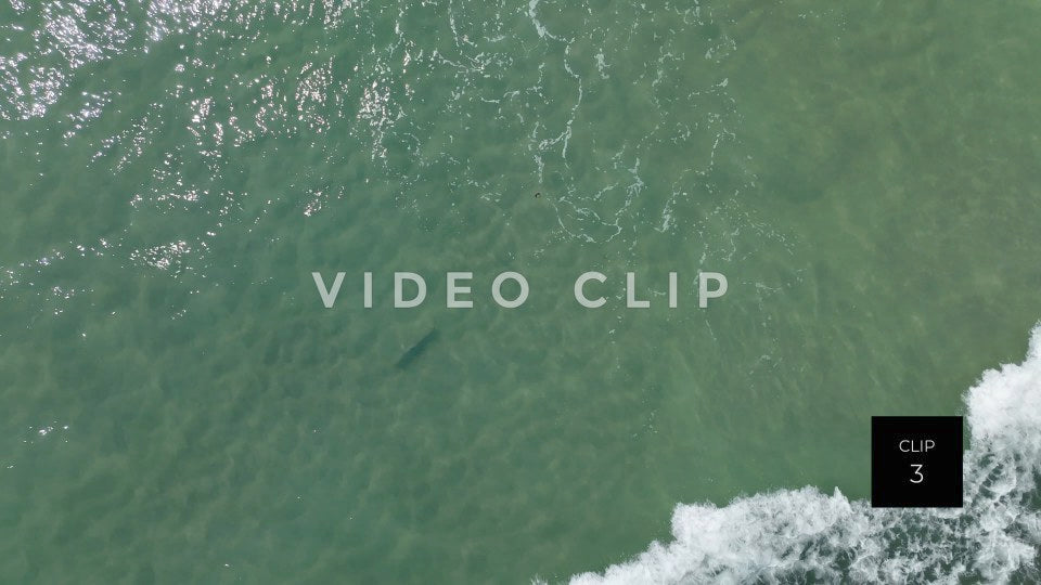 stock video shark in beach surf