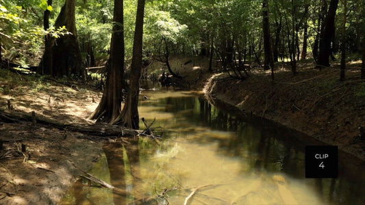 CLIP 4 - Francis Marion National Forest, SC