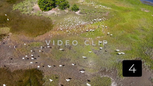CLIP 4 - Brunswick, GA flock of shorebirds take flight