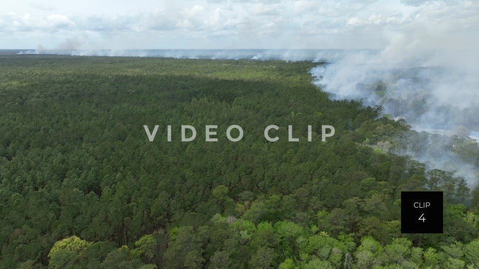 Stock video Controlled burning of forest landscape