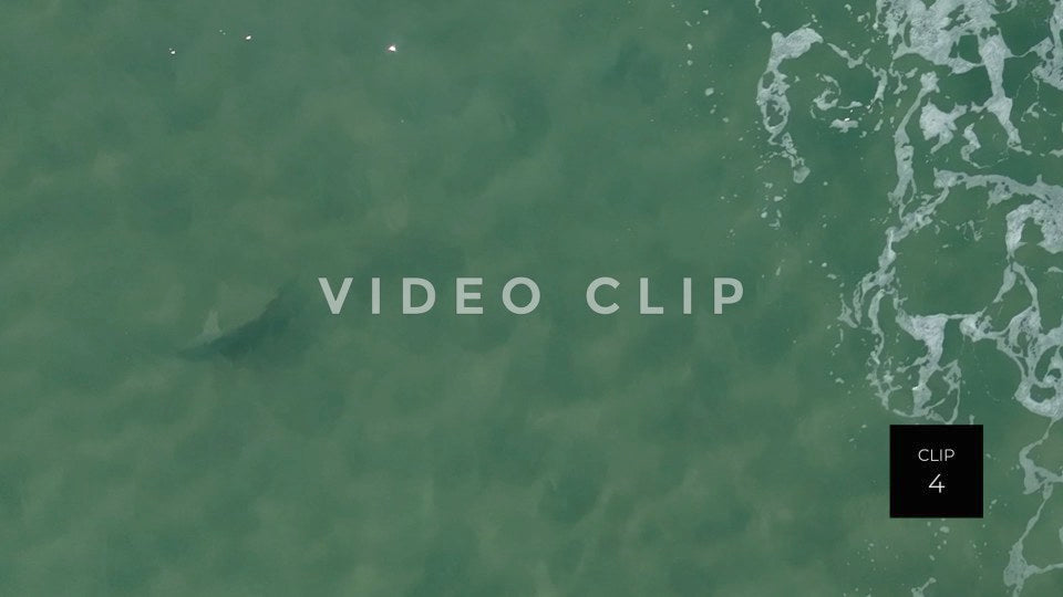 stock video shark in beach surf