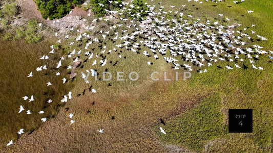 CLIP 4 - Brunswick, GA flock of shorebirds take flight