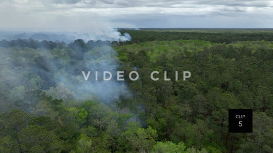 Stock video Controlled burning of forest landscape