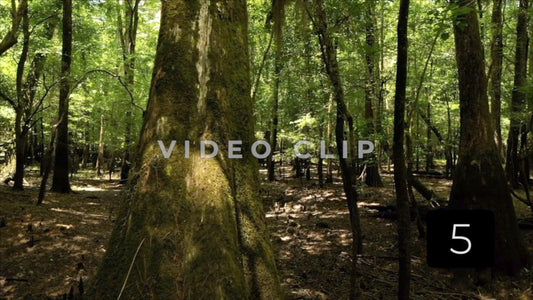 CLIP 5 - Francis Marion National Forest, SC