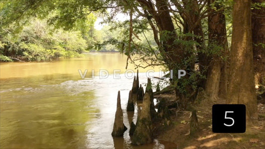 CLIP 5 - Hawkinsville, GA cypress trees on Okmulgee river