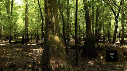 CLIP 5 - Francis Marion National Forest, SC