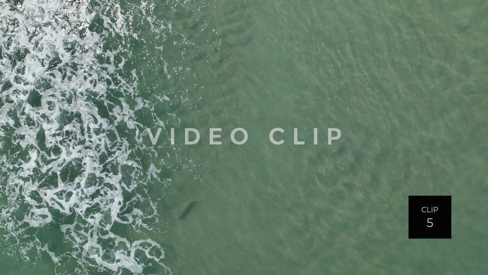 stock video shark in beach surf