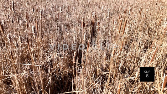 CLIP 6 - Erie Canal Vol. 8